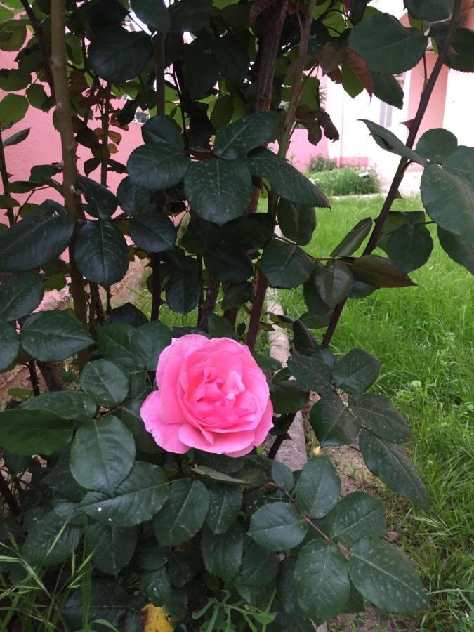 Bed and Breakfast Sa Mariposa Muravera Zewnętrze zdjęcie